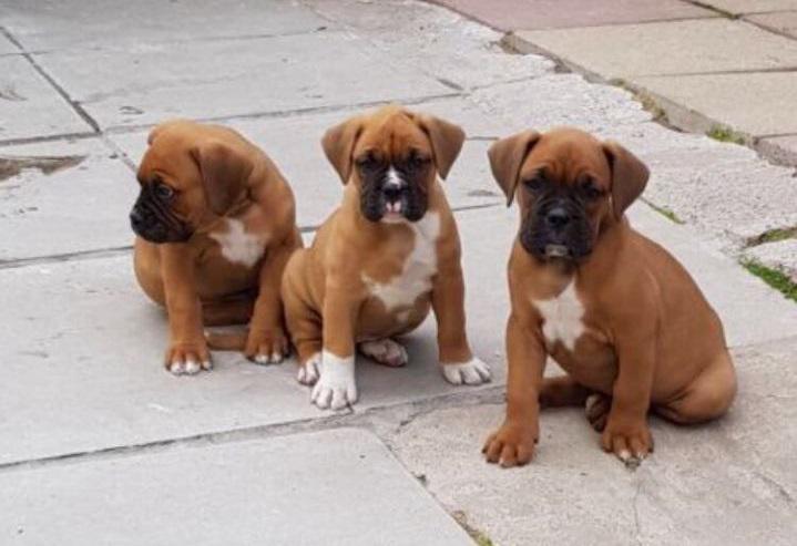 Boxer Puppies in Bloemfontein (05/05/2022)