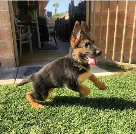 German Sheperd Puppies in Johannesburg (03/05/2022)