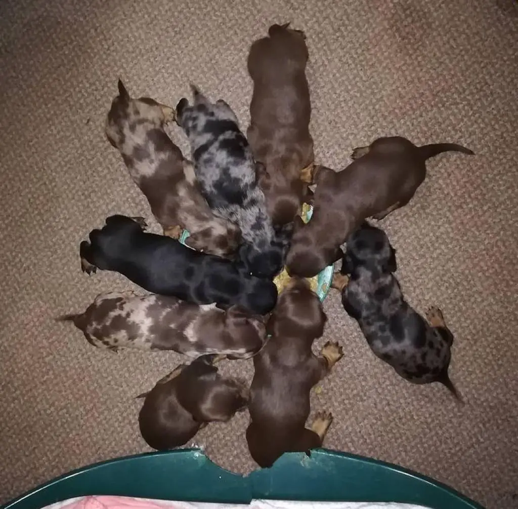 Dachshund Puppies in Mpumalanga (03/05/2022)