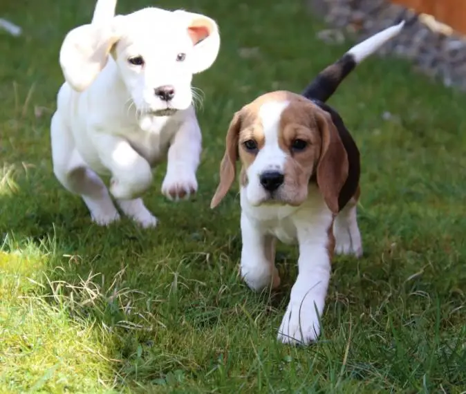 Beagle Puppies in Johannesburg (02/05/2022)