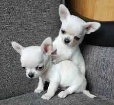 Chihuahua Puppies in Kwazulu Natal (03/05/2022)