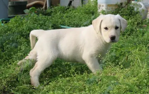 Labrador Puppies in George (05/05/2022)
