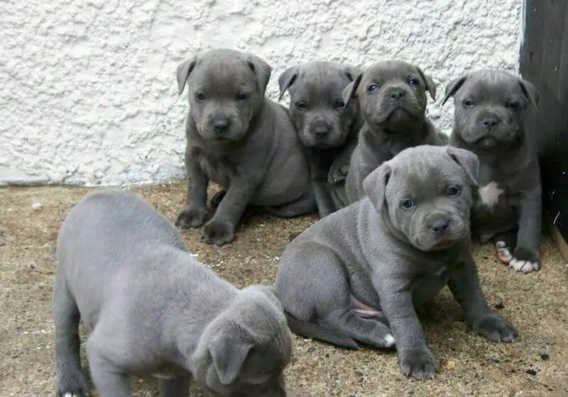 Pitbull Puppies in Cape Town (05/05/2022)