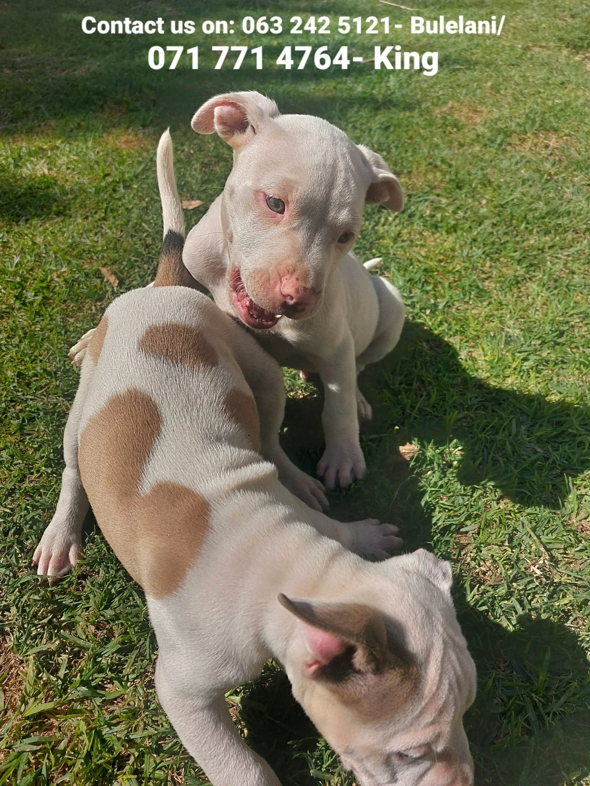 Pitbull Puppies in Johannesburg (07/05/2022)