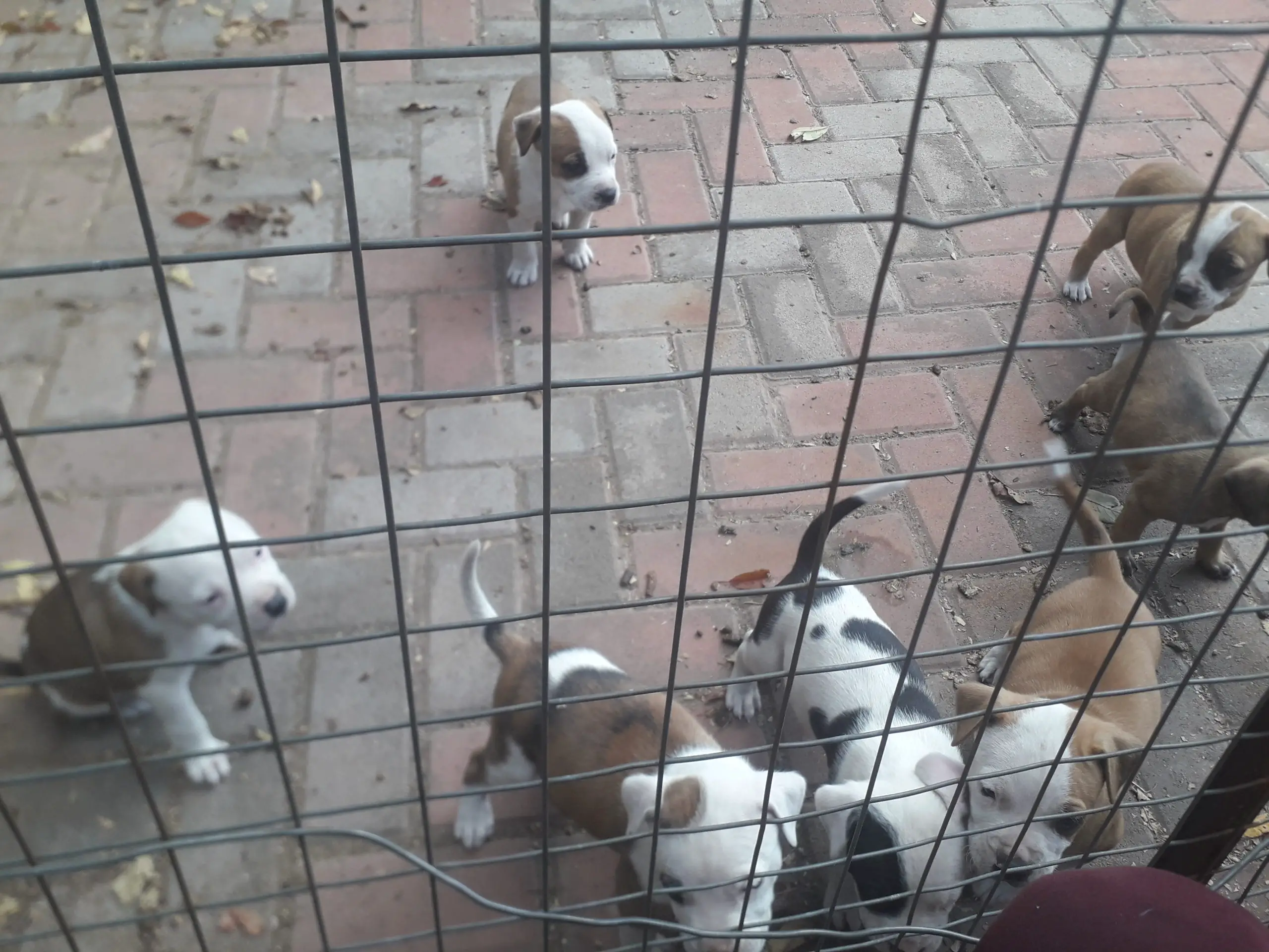 Pitbull Puppies in East Rand (18/05/2022)