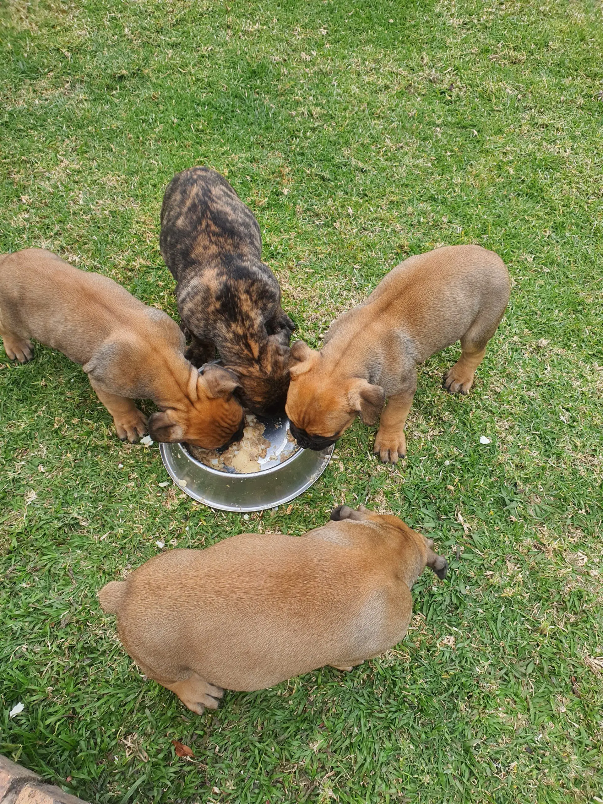 Boerboel Puppies in Pretoria (22/05/2022)