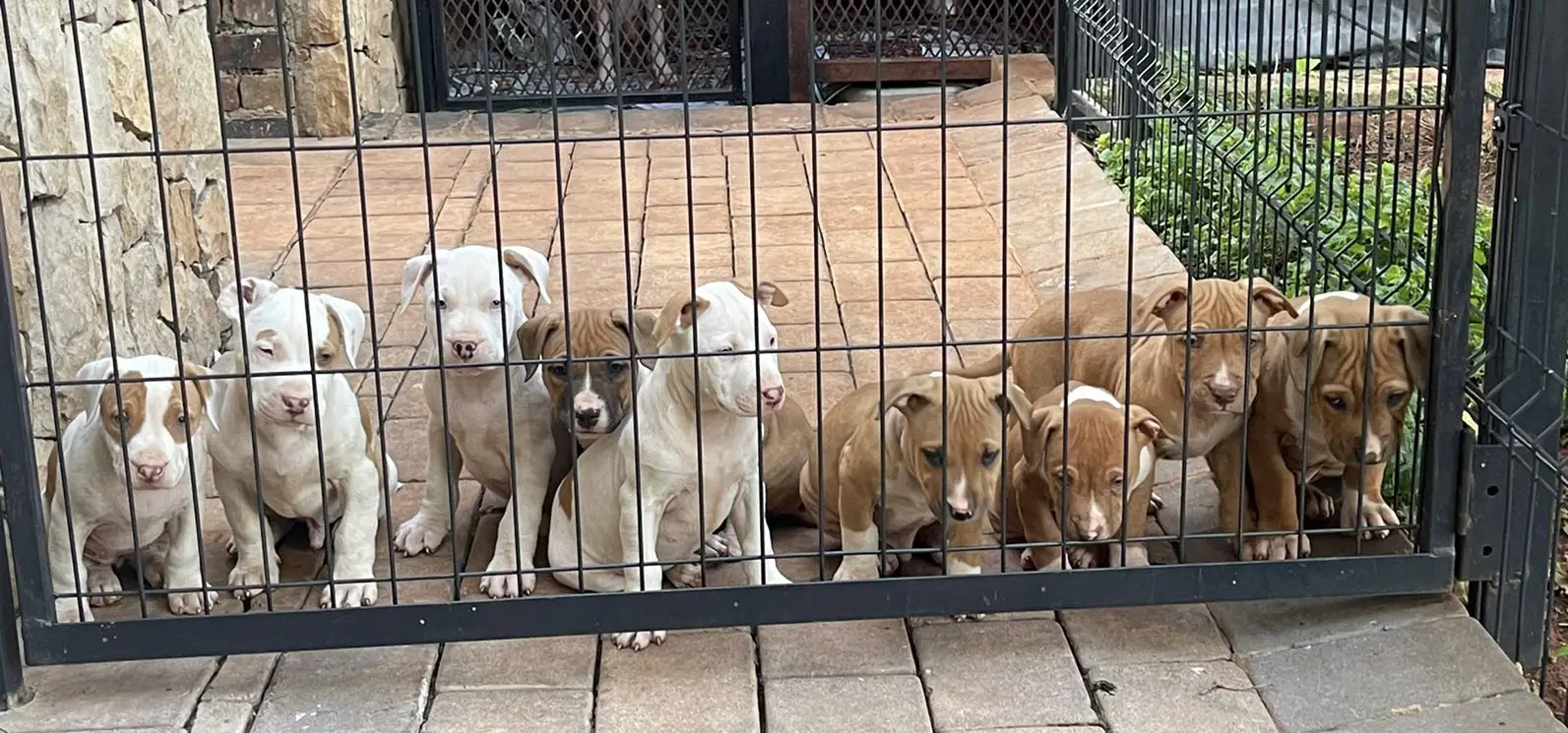 Pitbull Puppies in Pretoria (13/05/2022)
