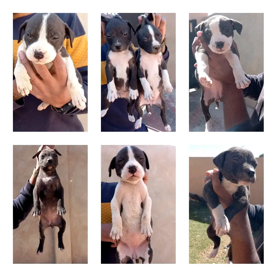 Pitbull Puppies in Johannesburg (04/05/2022)