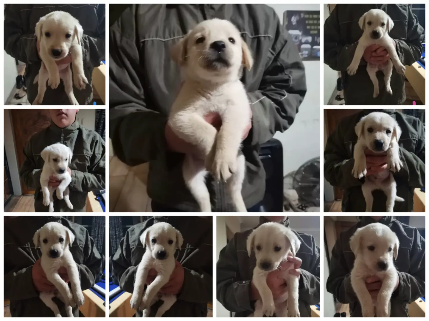 Labrador Puppies in Mpumalanga (19/05/2022)
