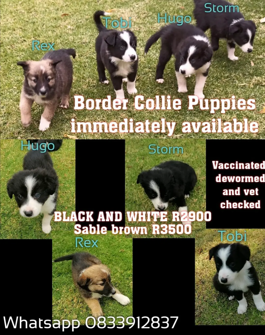 Collie Puppies in East Rand (14/05/2022)