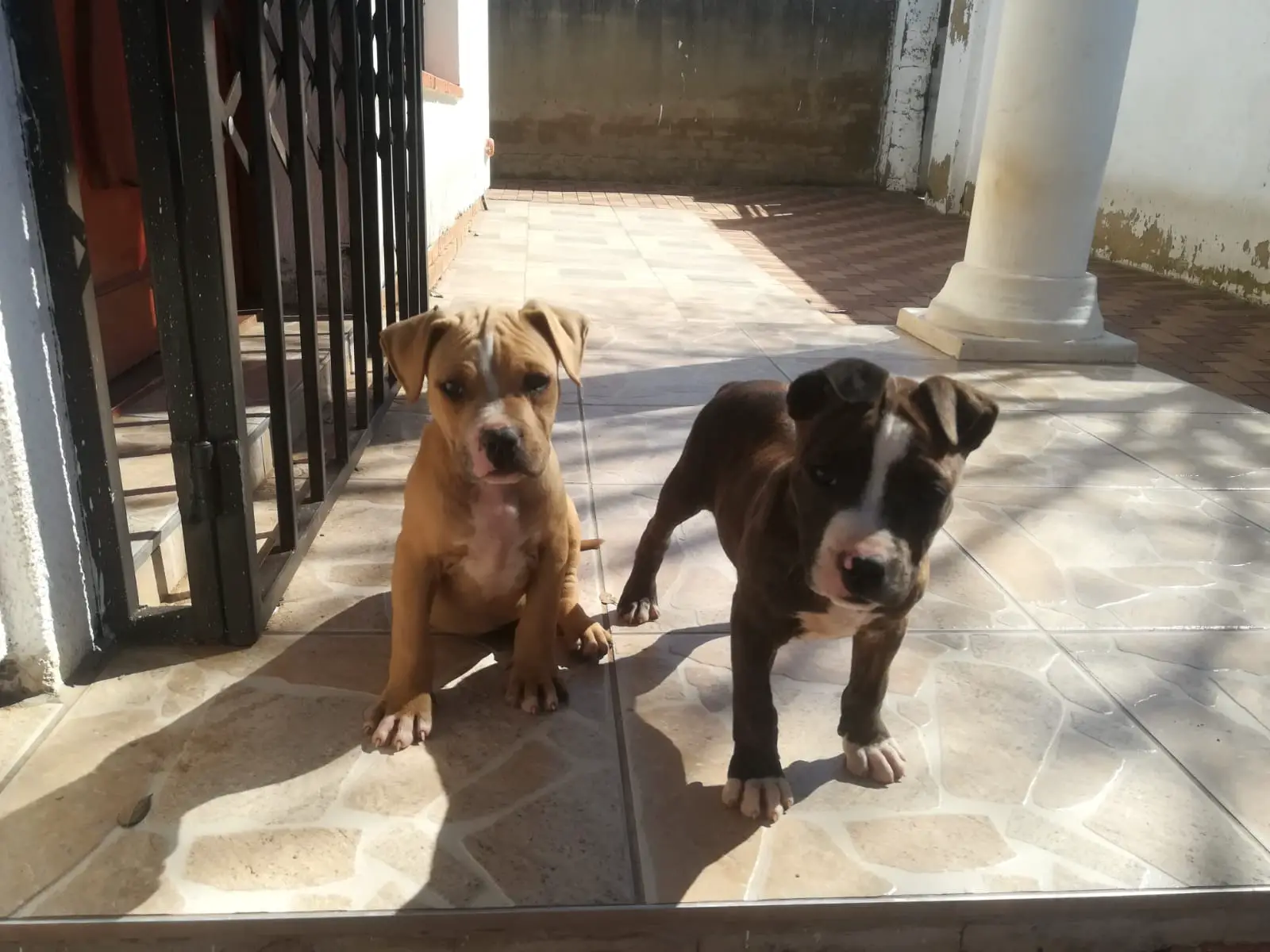 Pitbull Puppies in Johannesburg (28/05/2022)