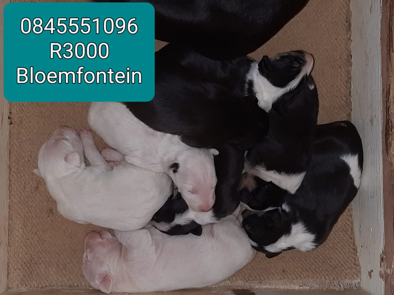 Bull Terrier Puppies in Bloemfontein (31/05/2022)
