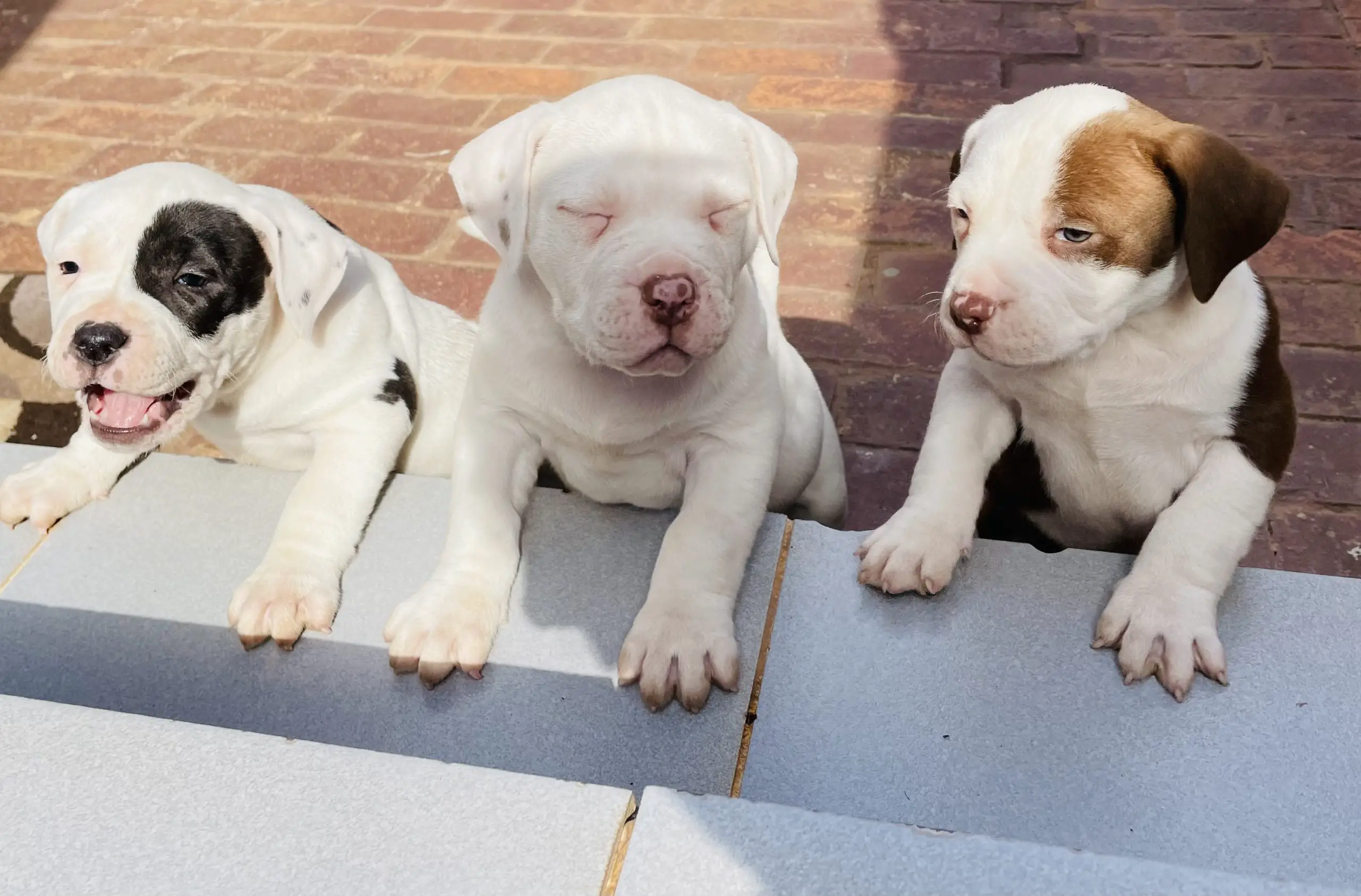 Pitbull Puppies in Johannesburg (26/05/2022)