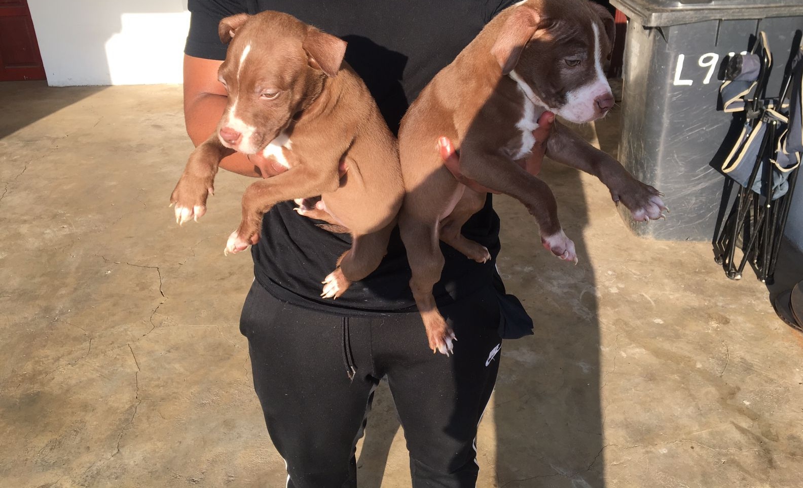 Pitbull Puppies in Pretoria (08/05/2022)