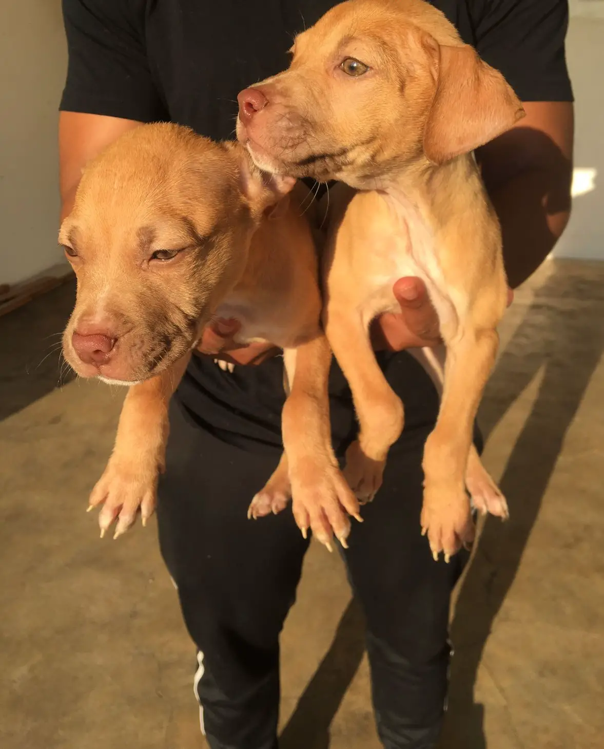 Pitbull Puppies in Pretoria (18/05/2022)