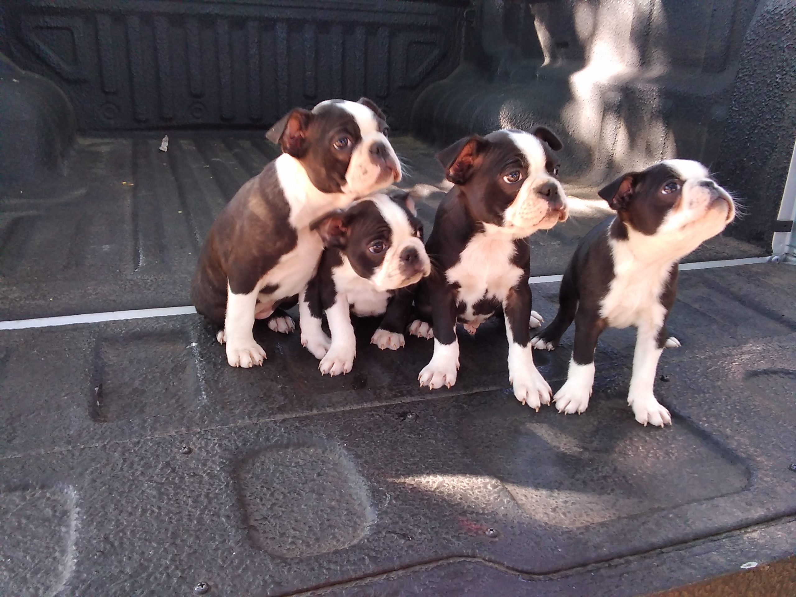 Boston Terrier Puppies in Pretoria (16/05/2022)