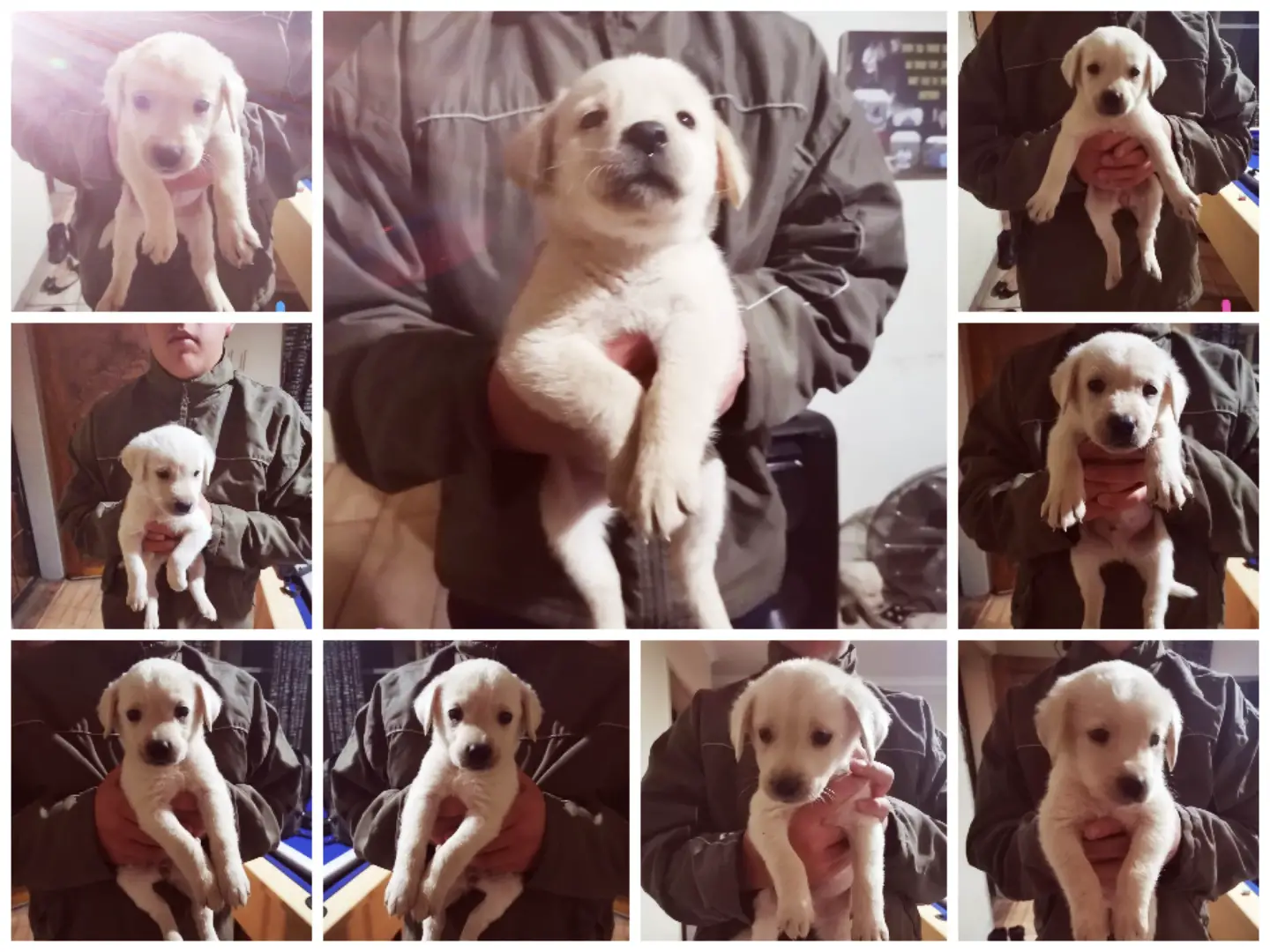 Labrador Puppies in Mpumalanga (16/05/2022)
