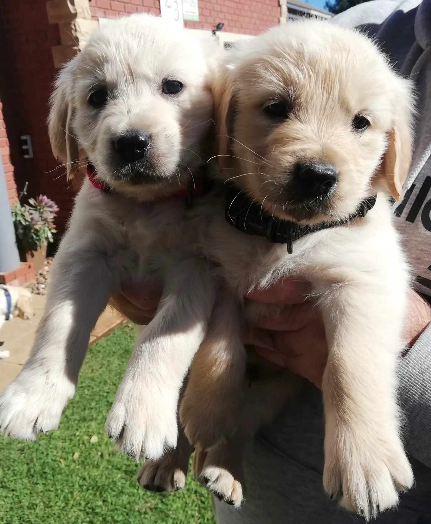 Retriever Puppies in Kimberley (29/05/2022)