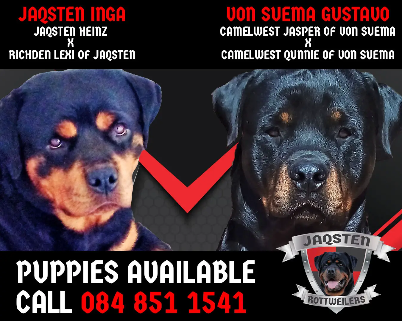 Rottweiler Puppies in Kwazulu Natal (17/05/2022)