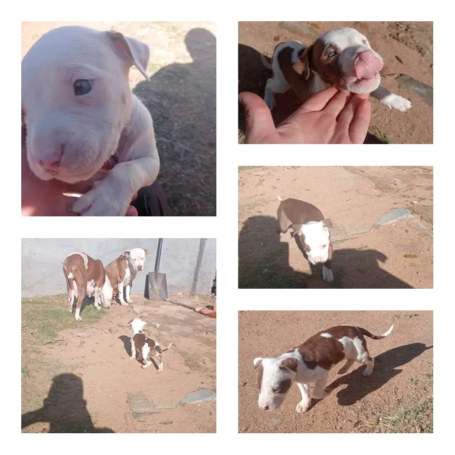 Pitbull Puppies in Johannesburg (25/05/2022)
