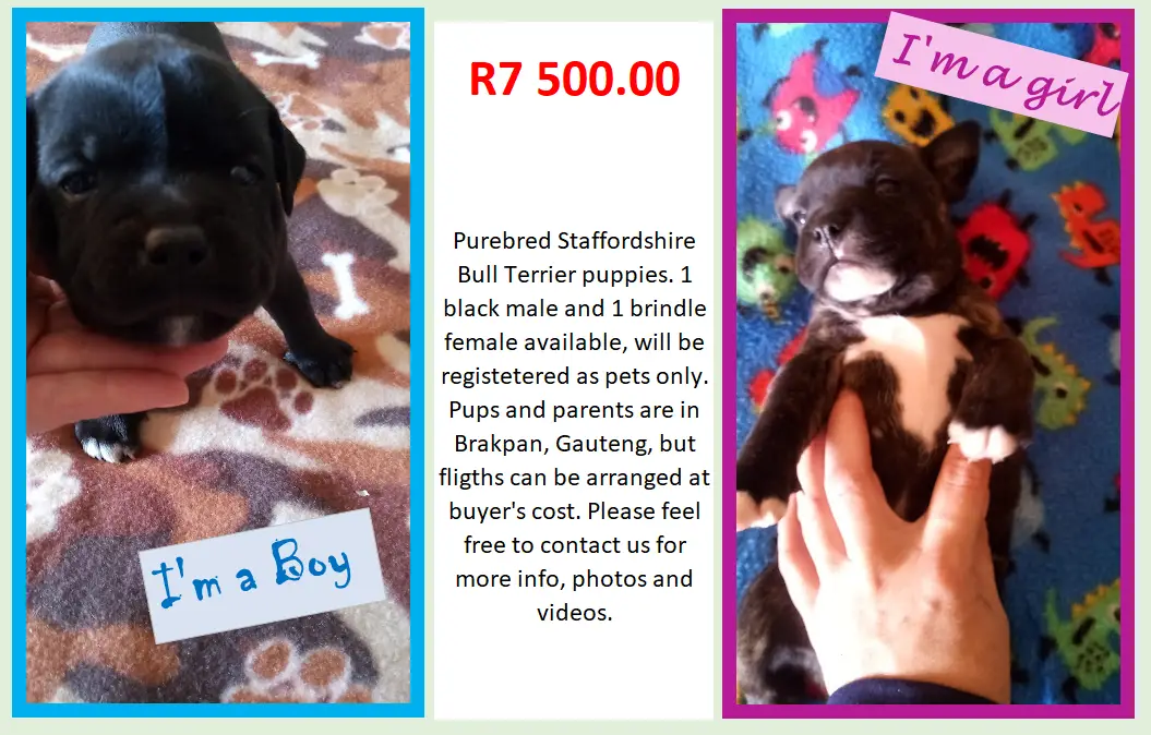 Staffie Puppies in East Rand (30/05/2022)