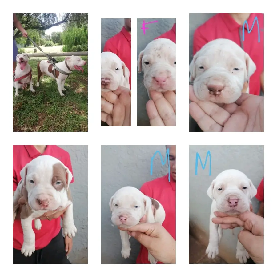 Pitbull Puppies in Johannesburg (04/05/2022)