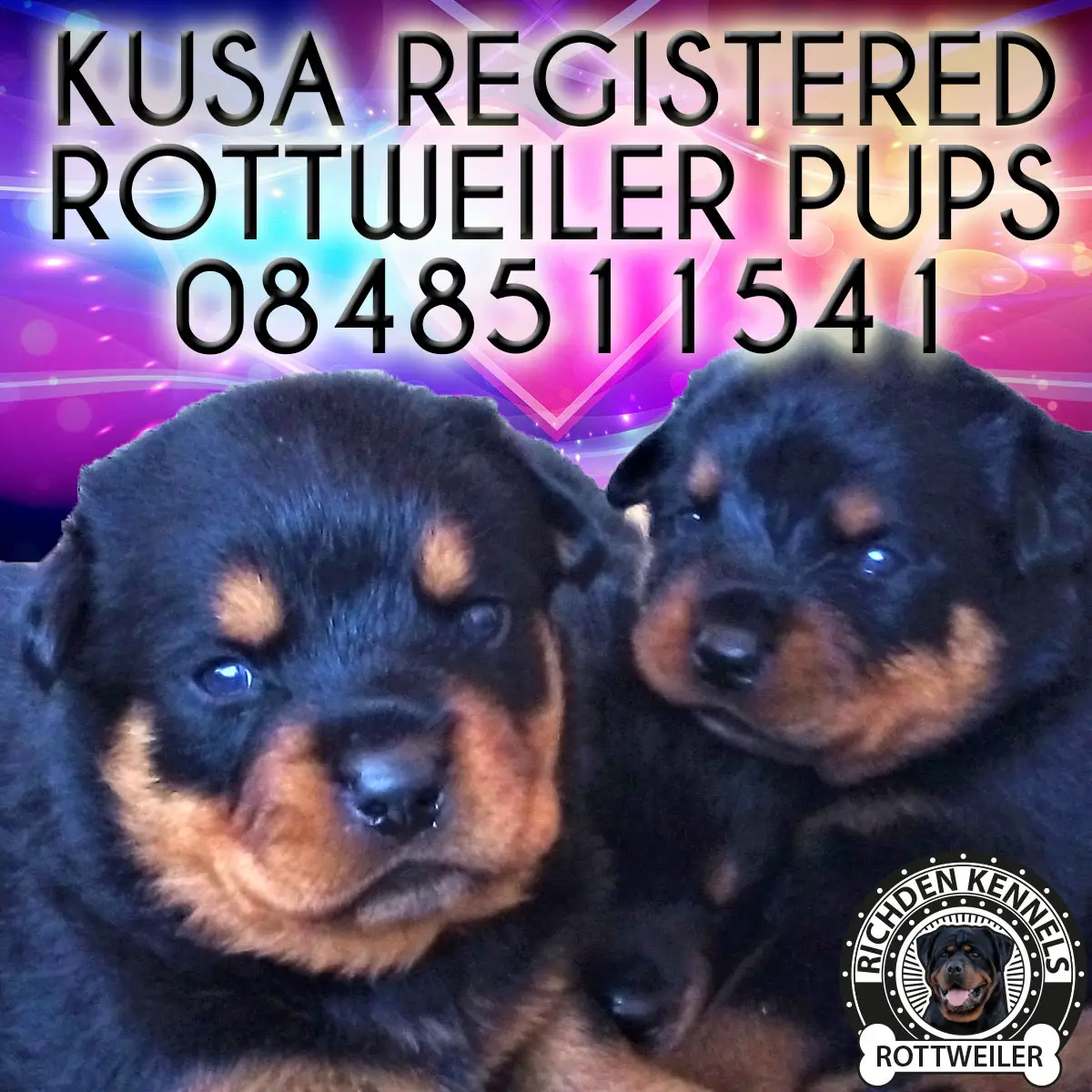 Rottweiler Puppies in Kwazulu Natal (16/05/2022)