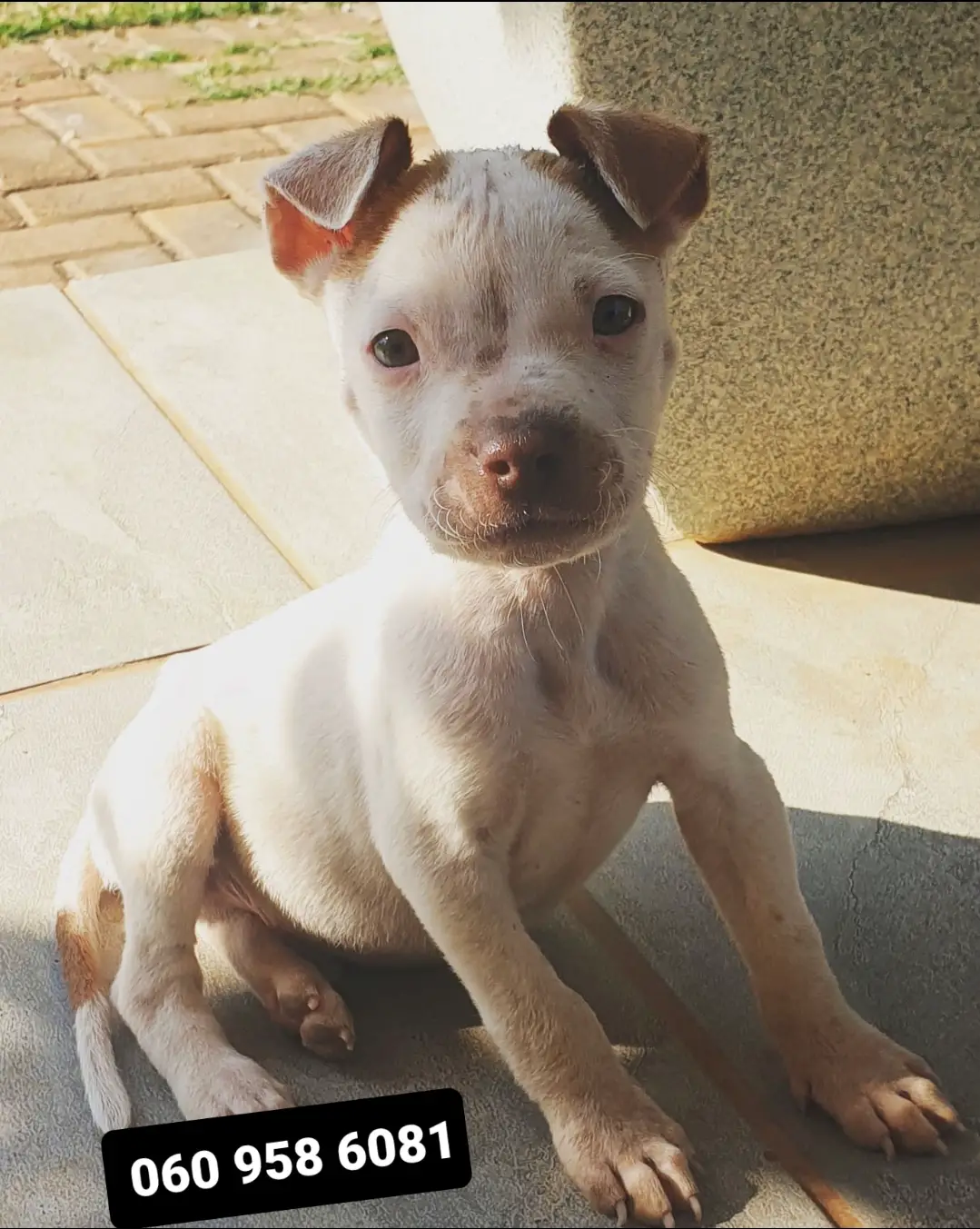 Pitbull Puppies in Johannesburg (02/05/2022)