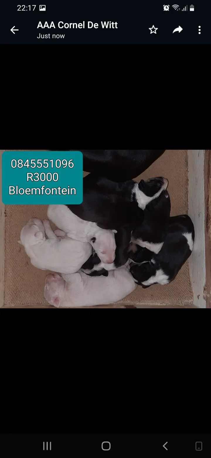 Bull Terrier Puppies in Bloemfontein (31/05/2022)