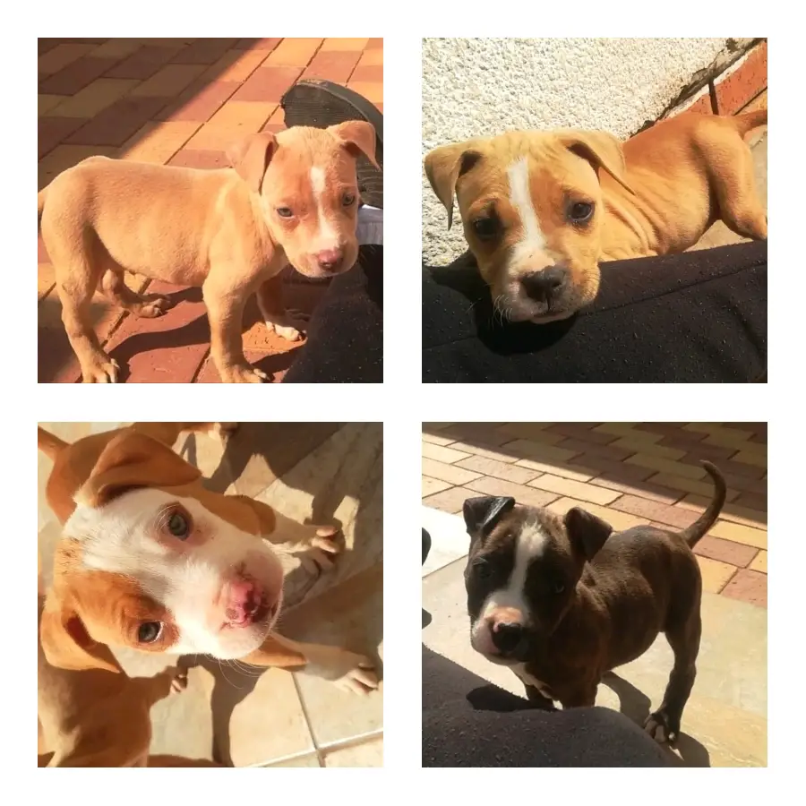 Pitbull Puppies in Johannesburg (11/05/2022)