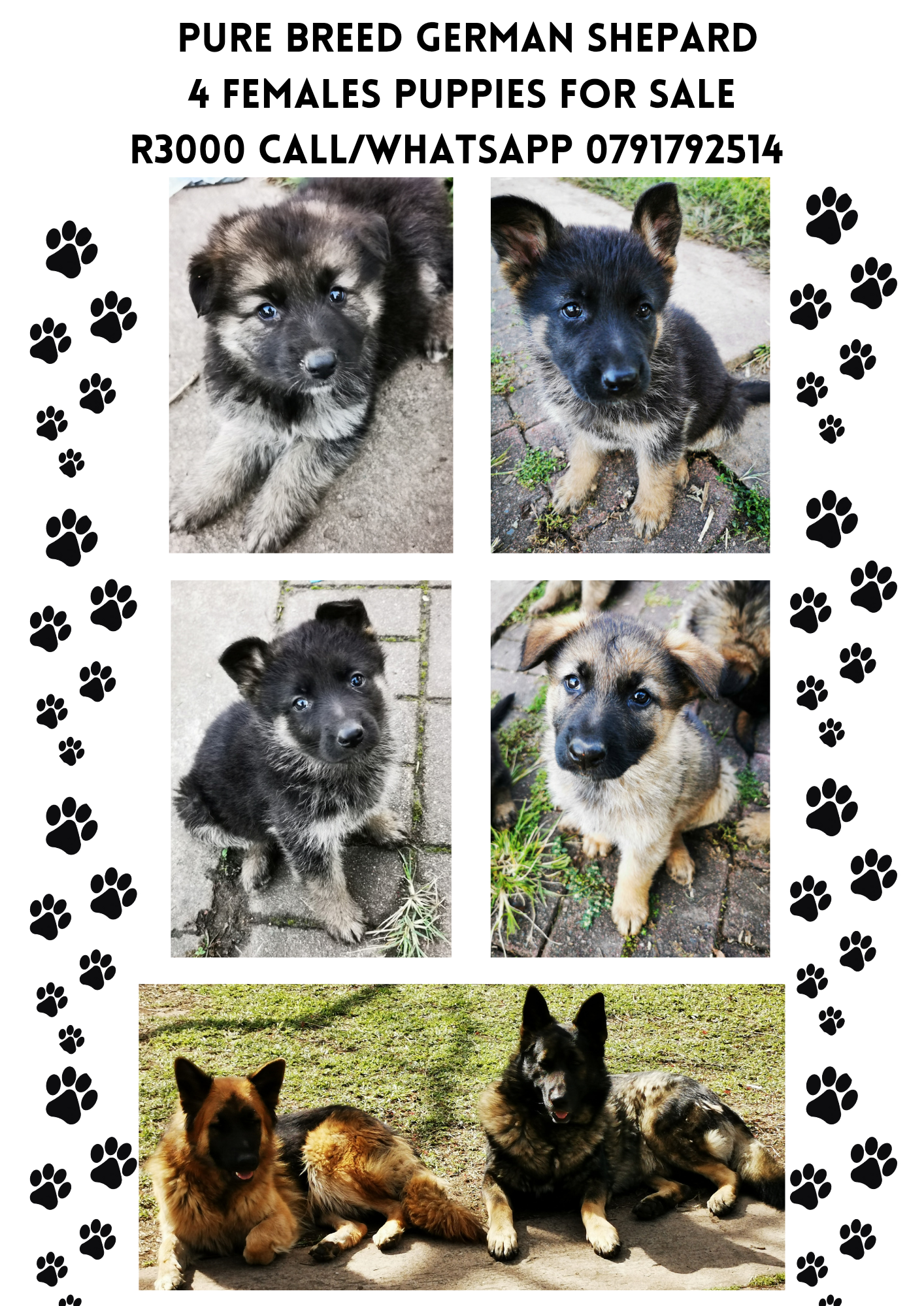 German Sheperd Puppies in Other (04/05/2022)