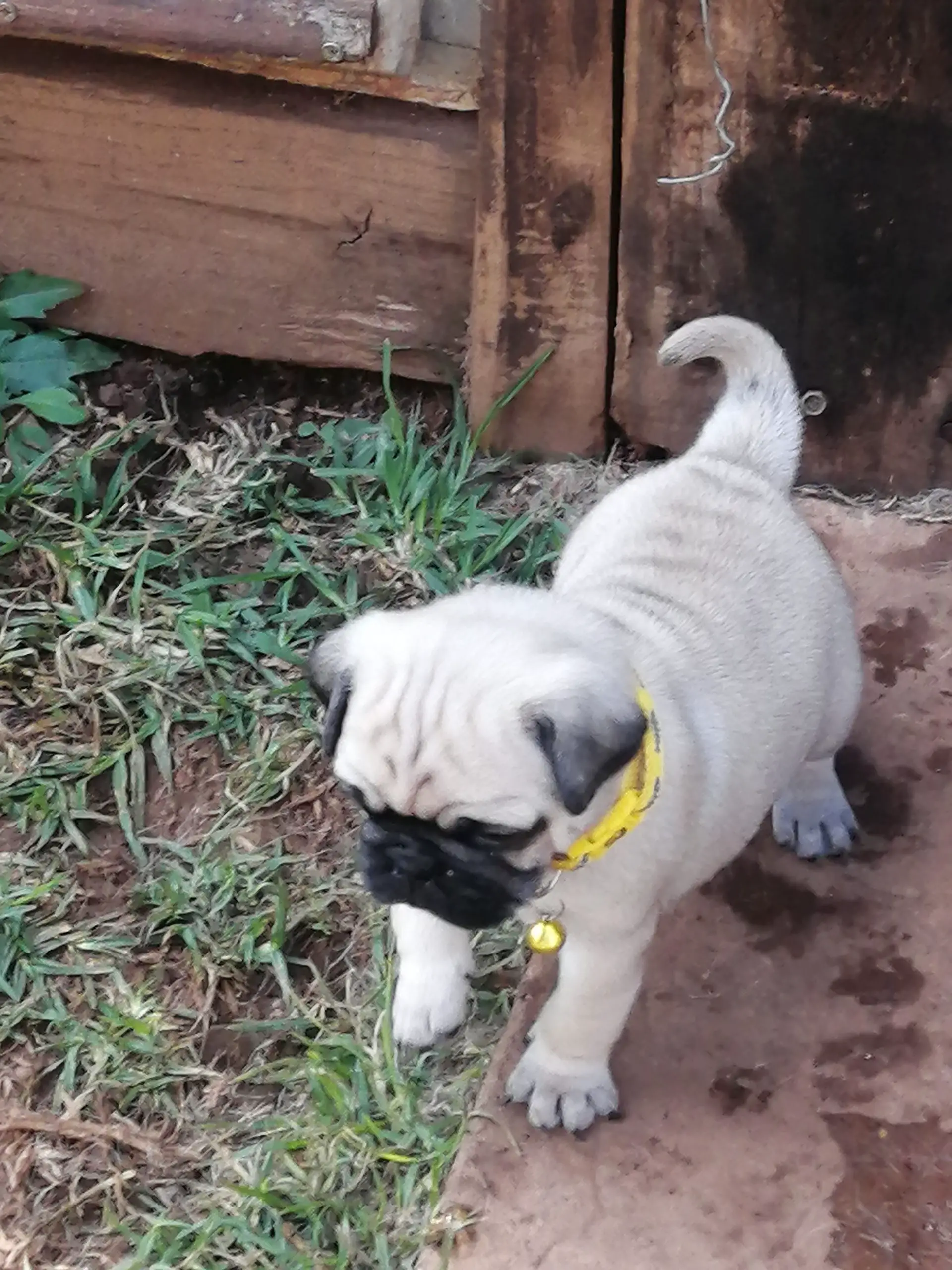 Pug Puppies in Johannesburg (06/05/2022)