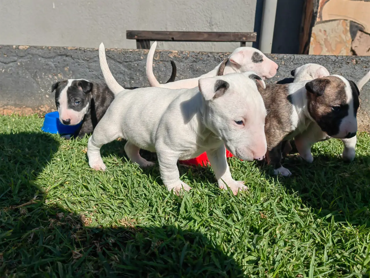Bull Terrier Puppies in East Rand (29/05/2022)