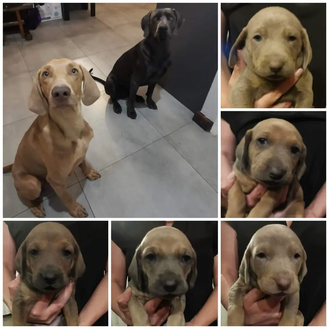 Weimaraner Puppies in Bloemfontein (22/05/2022)