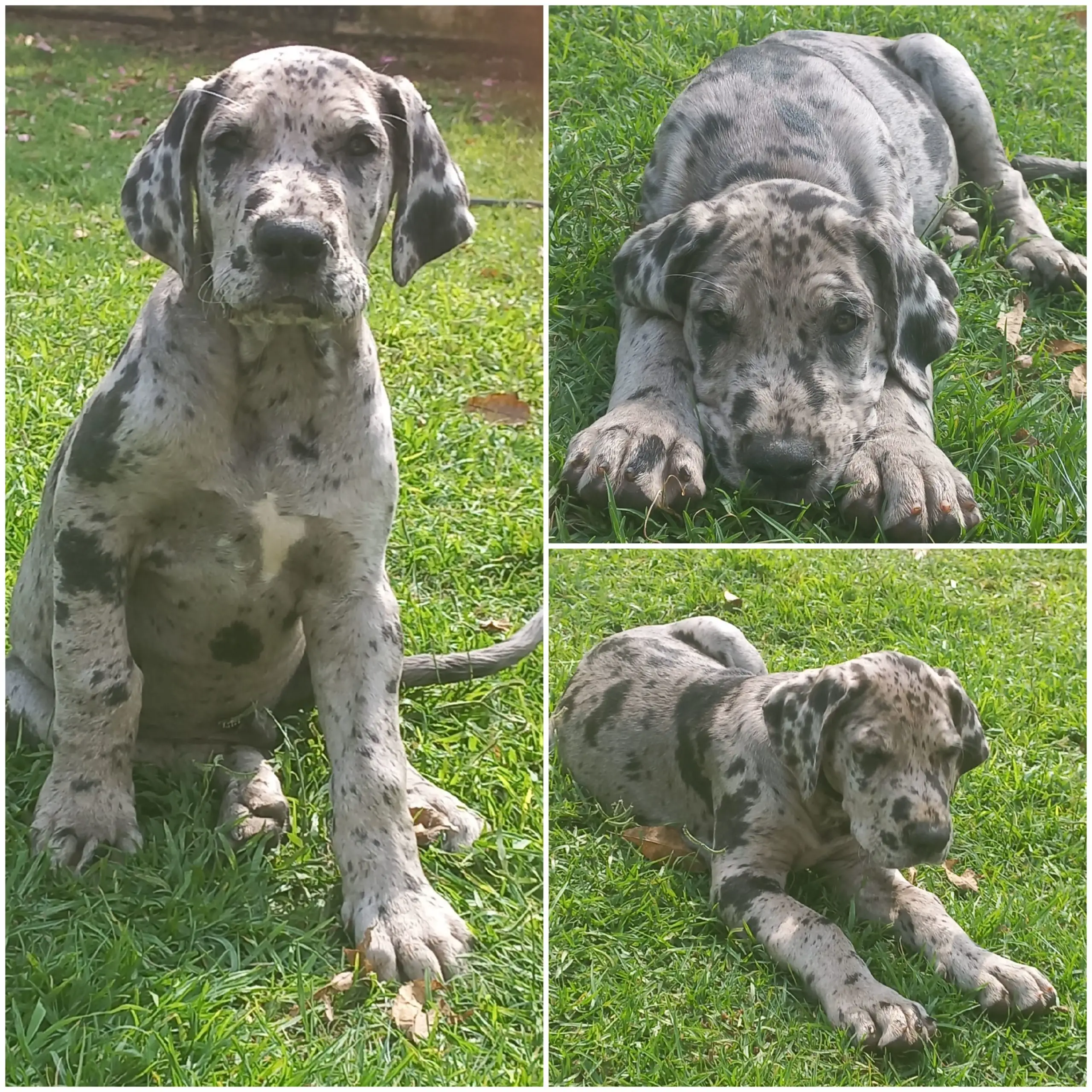 Great Dane Puppies in Brits (02/05/2022)