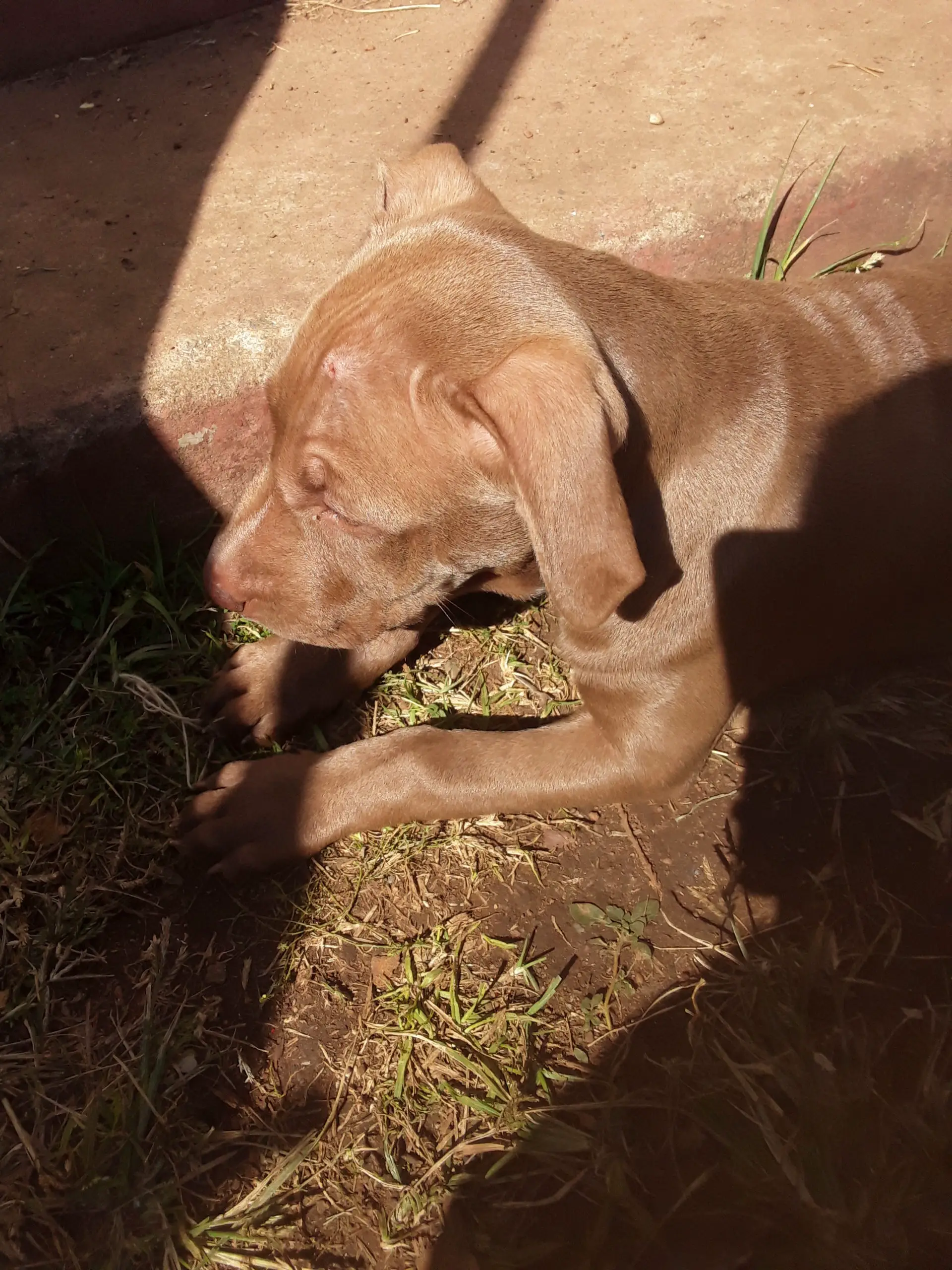 Pitbull Puppies in East Rand (07/05/2022)