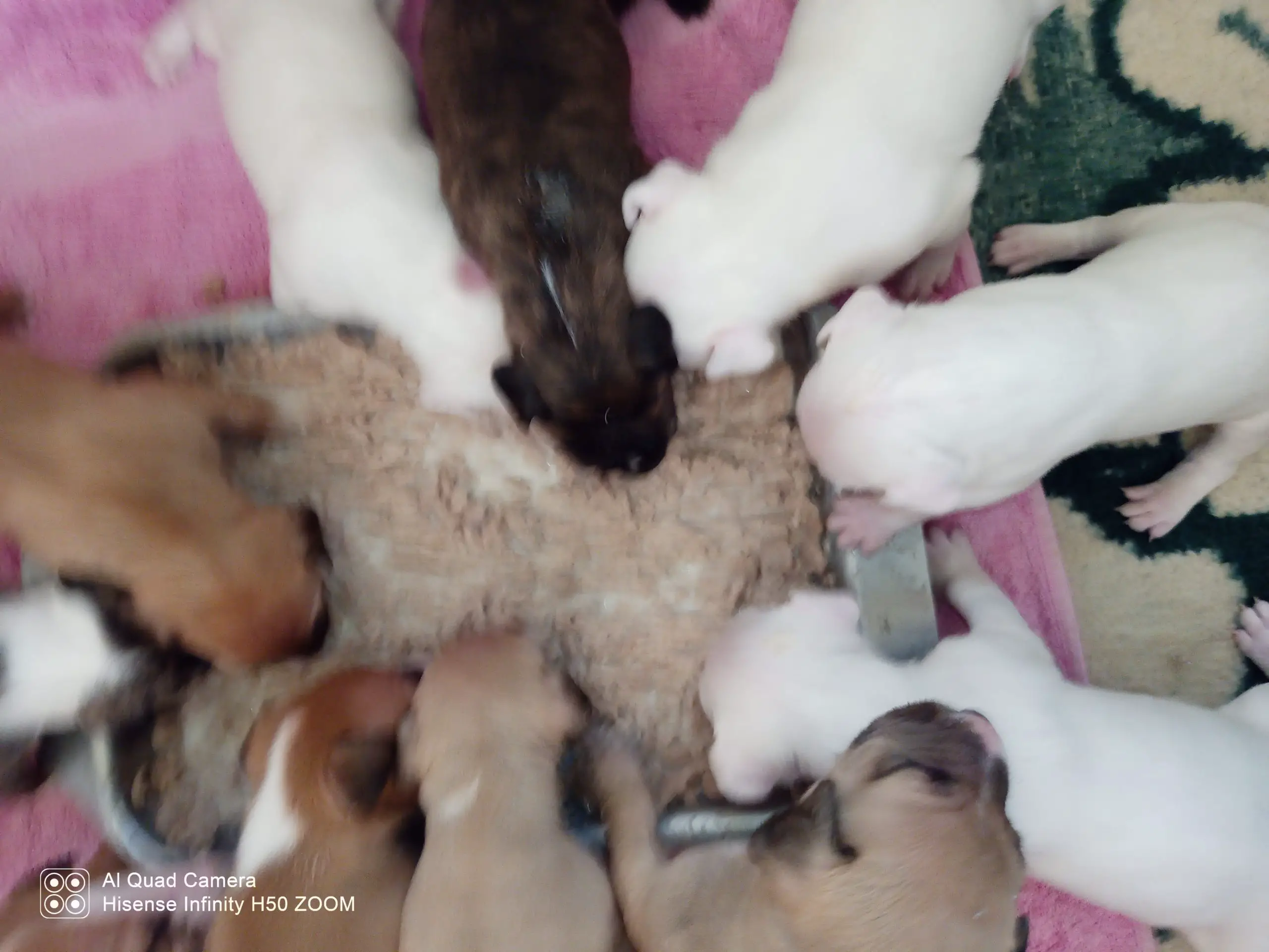 Bull Terrier Puppies in East Rand (09/05/2022)
