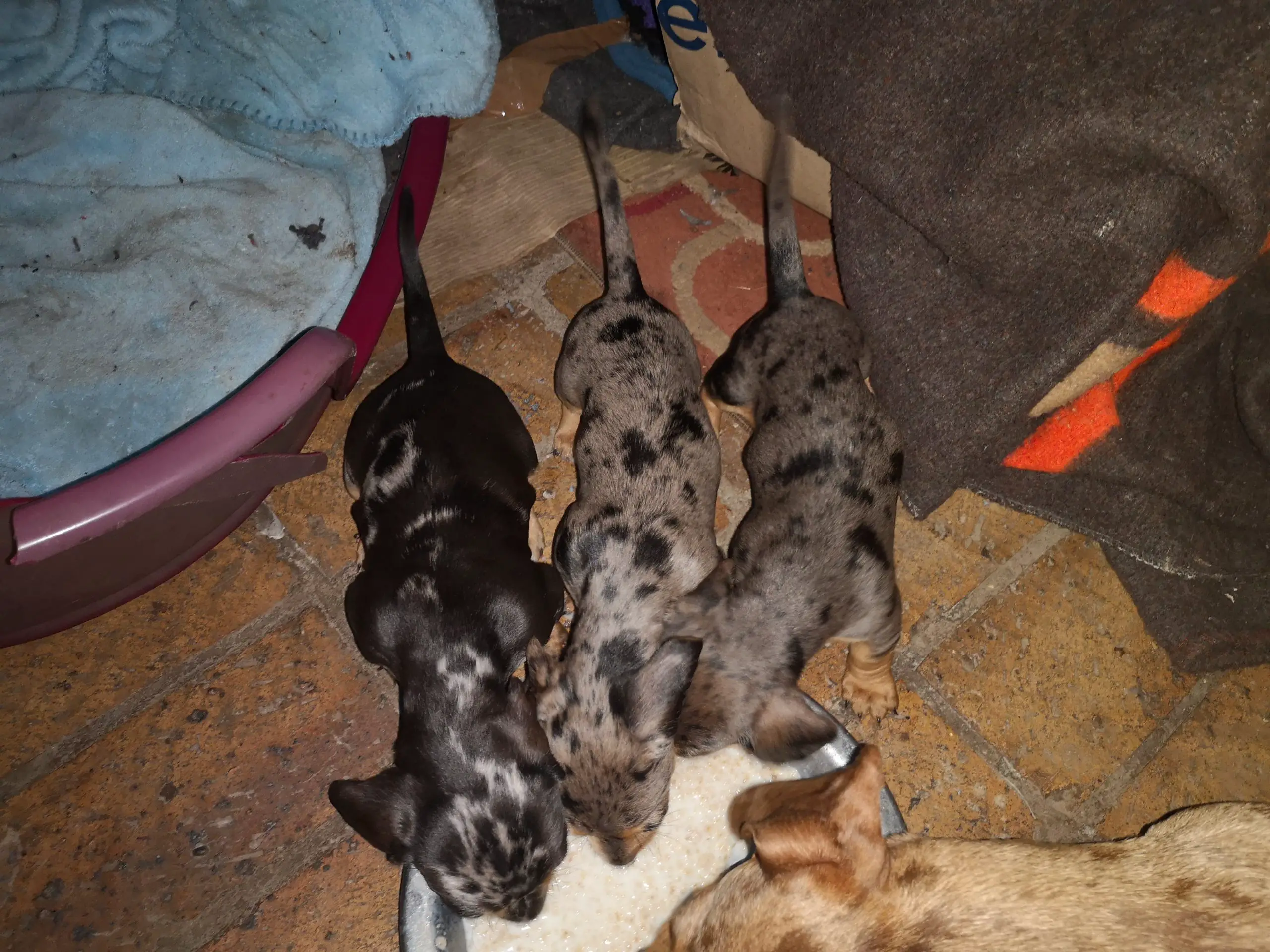 Dachshund Puppies in Pretoria (12/05/2022)