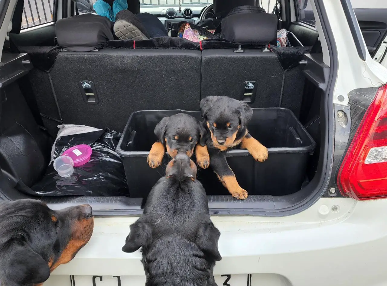 Rottweiler Puppies in Cape Town (30/05/2022)