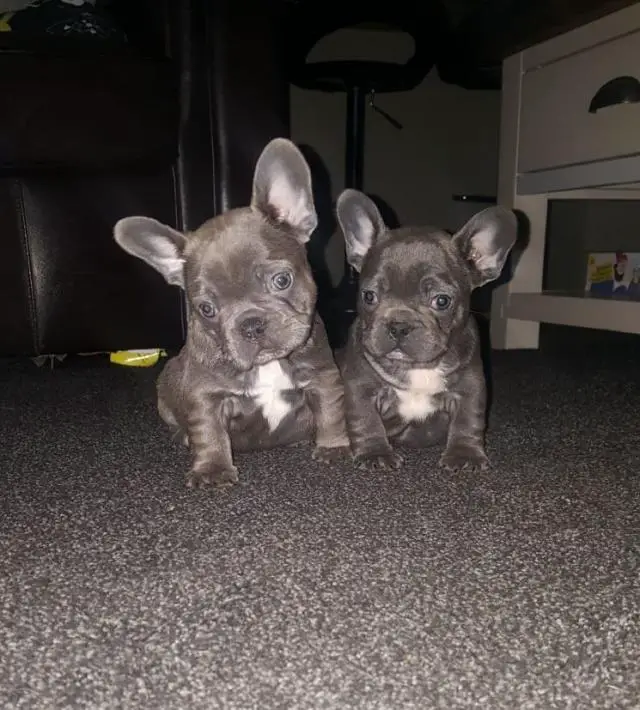 French Bulldog Puppies in Welkom (01/06/2022)