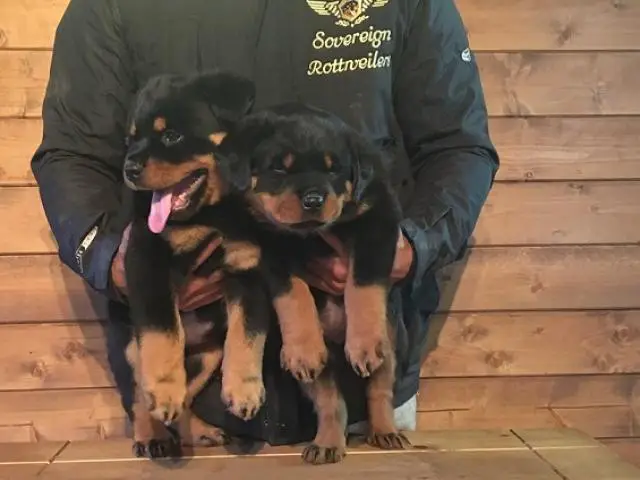 Rottweiler Puppies in George (01/06/2022)