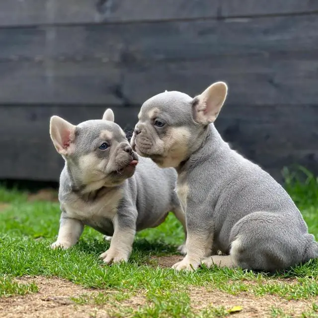 French Bulldog Puppies in Mpumalanga (01/06/2022)