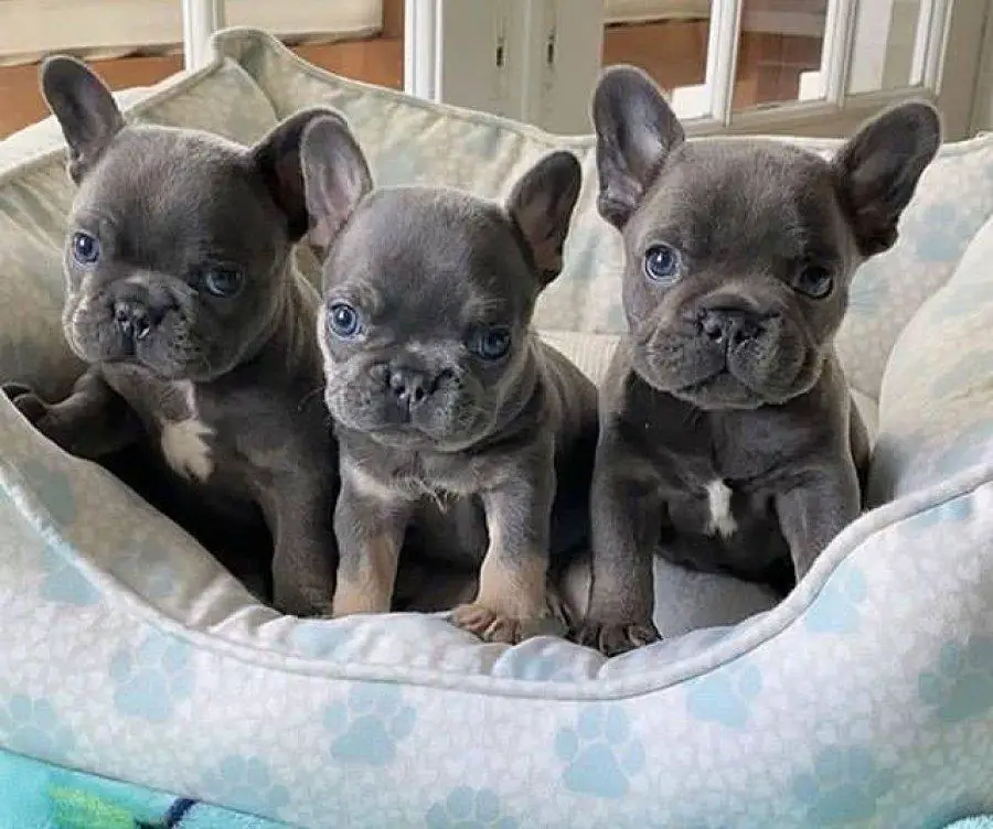 French Bulldog Puppies in George (01/06/2022)