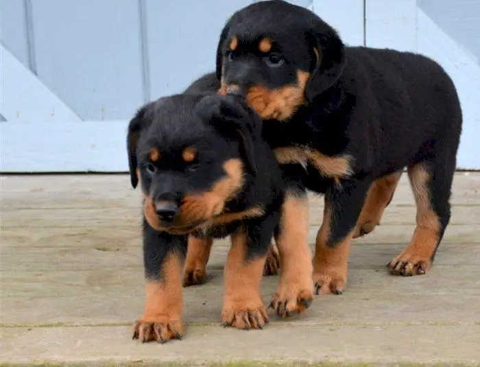 Rottweiler Puppies in Cape Town (01/06/2022)