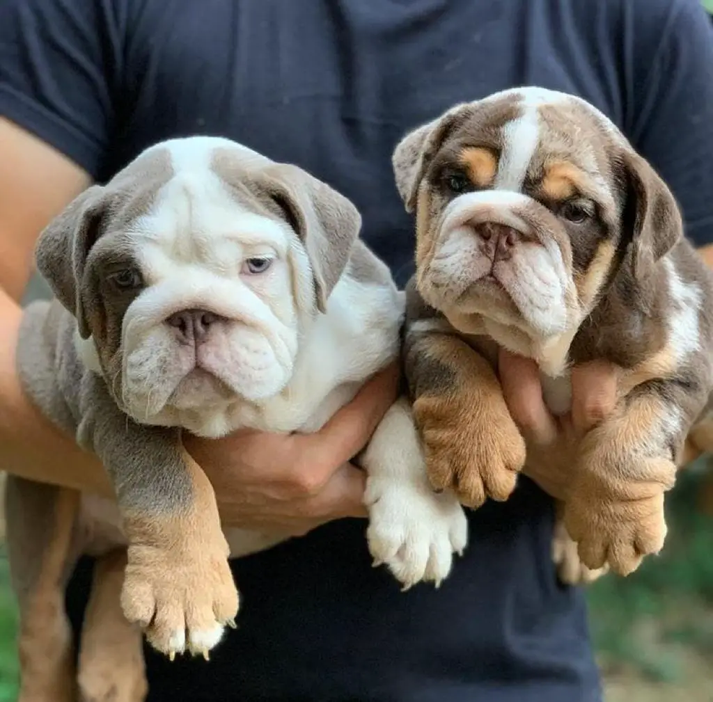 Bulldog Puppies in Kwazulu Natal (01/06/2022)