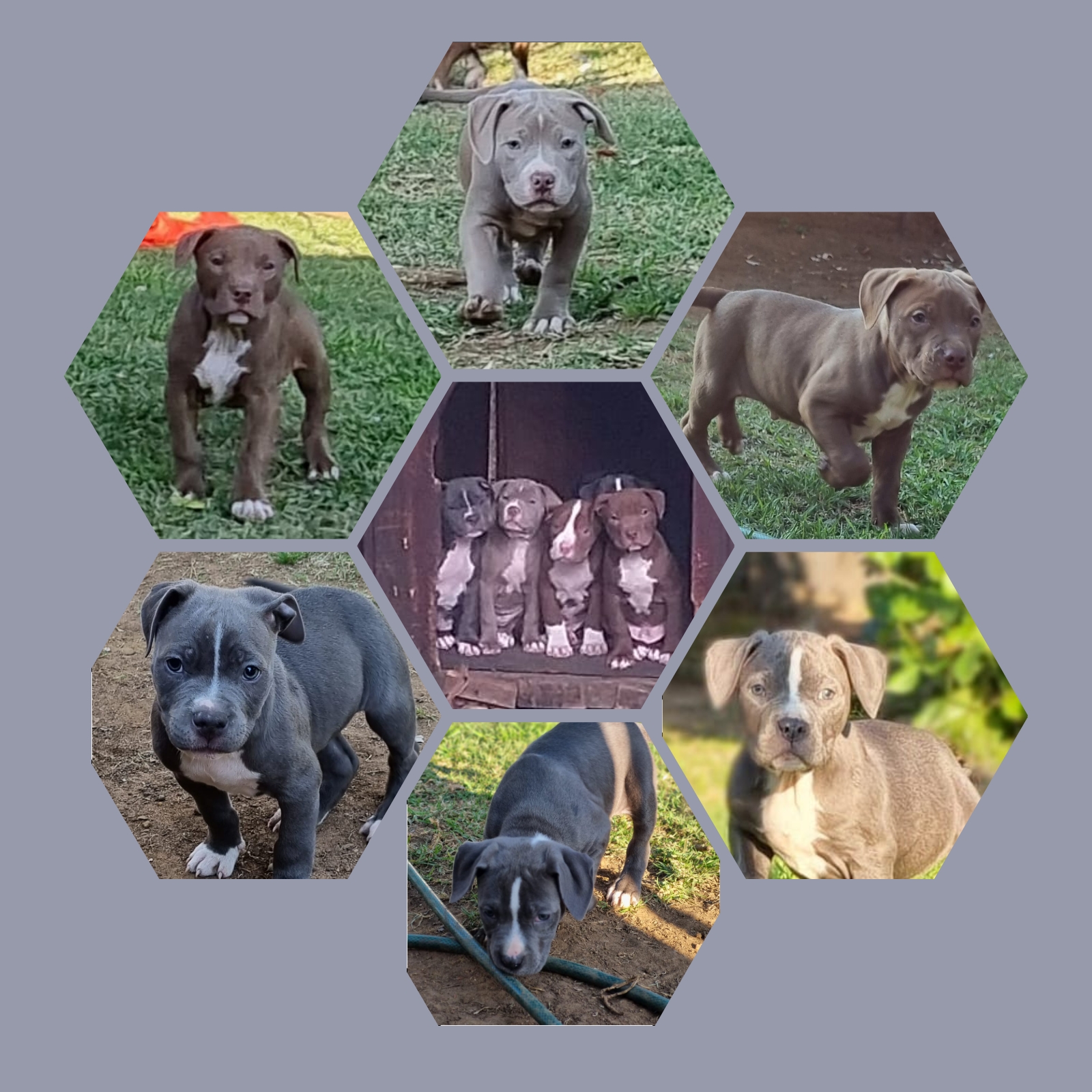 Pitbull Puppies in East Rand (03/06/2022)