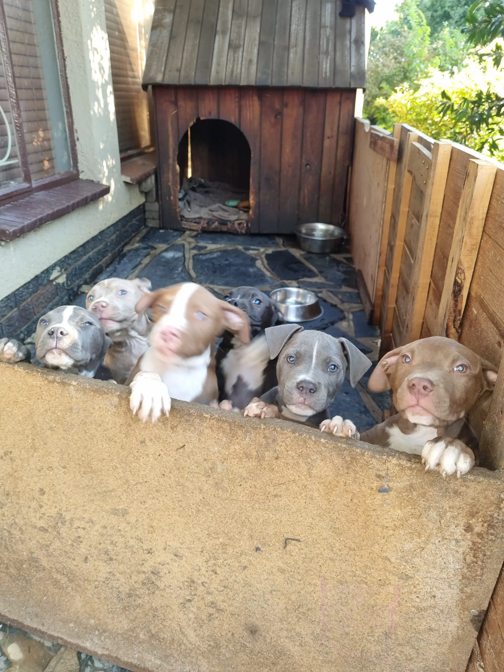 Pitbull Puppies in East Rand (12/06/2022)