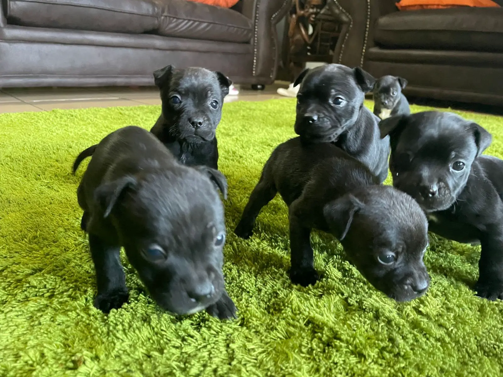 Staffie Puppies in East Rand (06/06/2022)