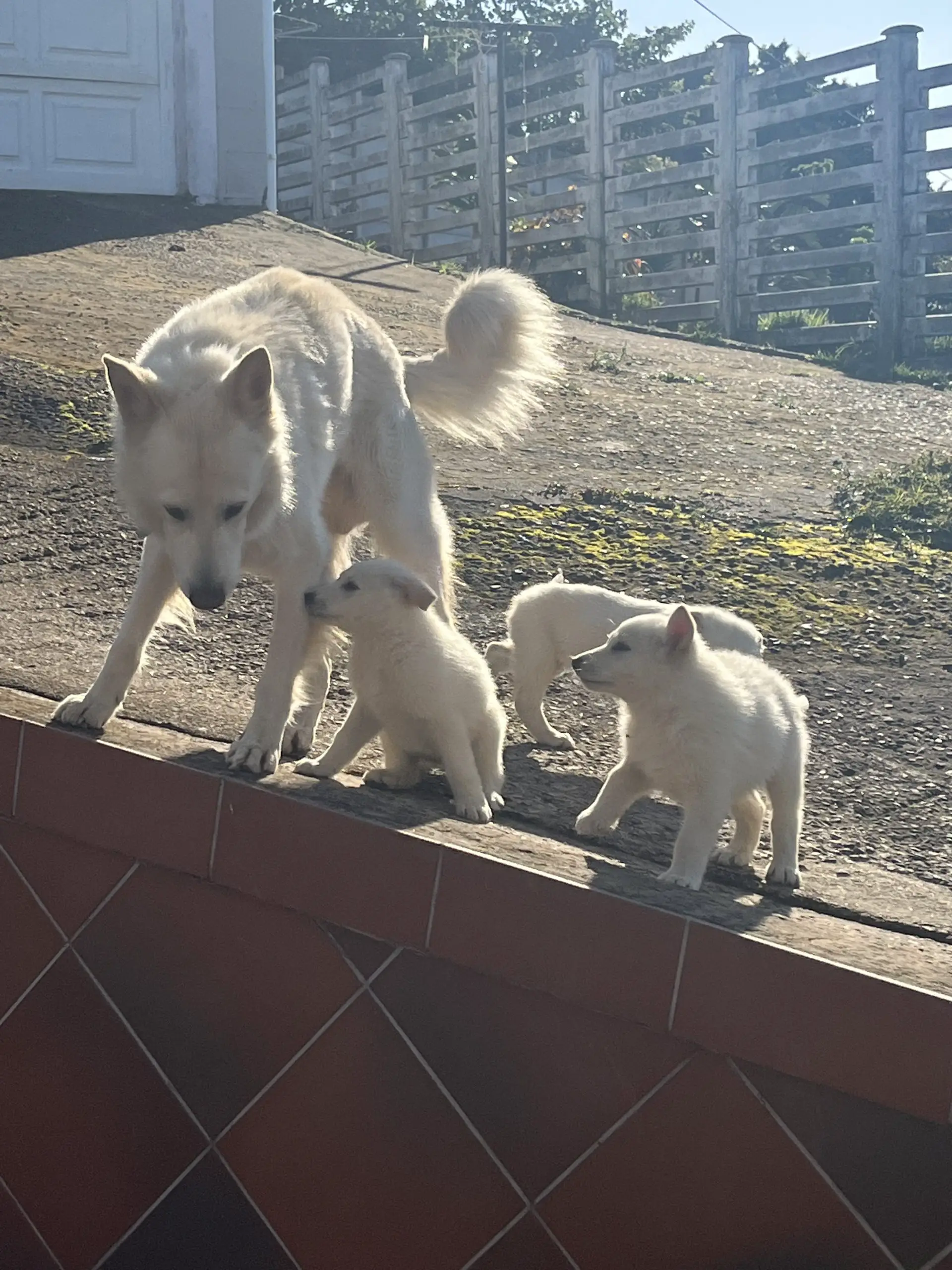 German Sheperd Puppies in Kwazulu Natal (08/06/2022)