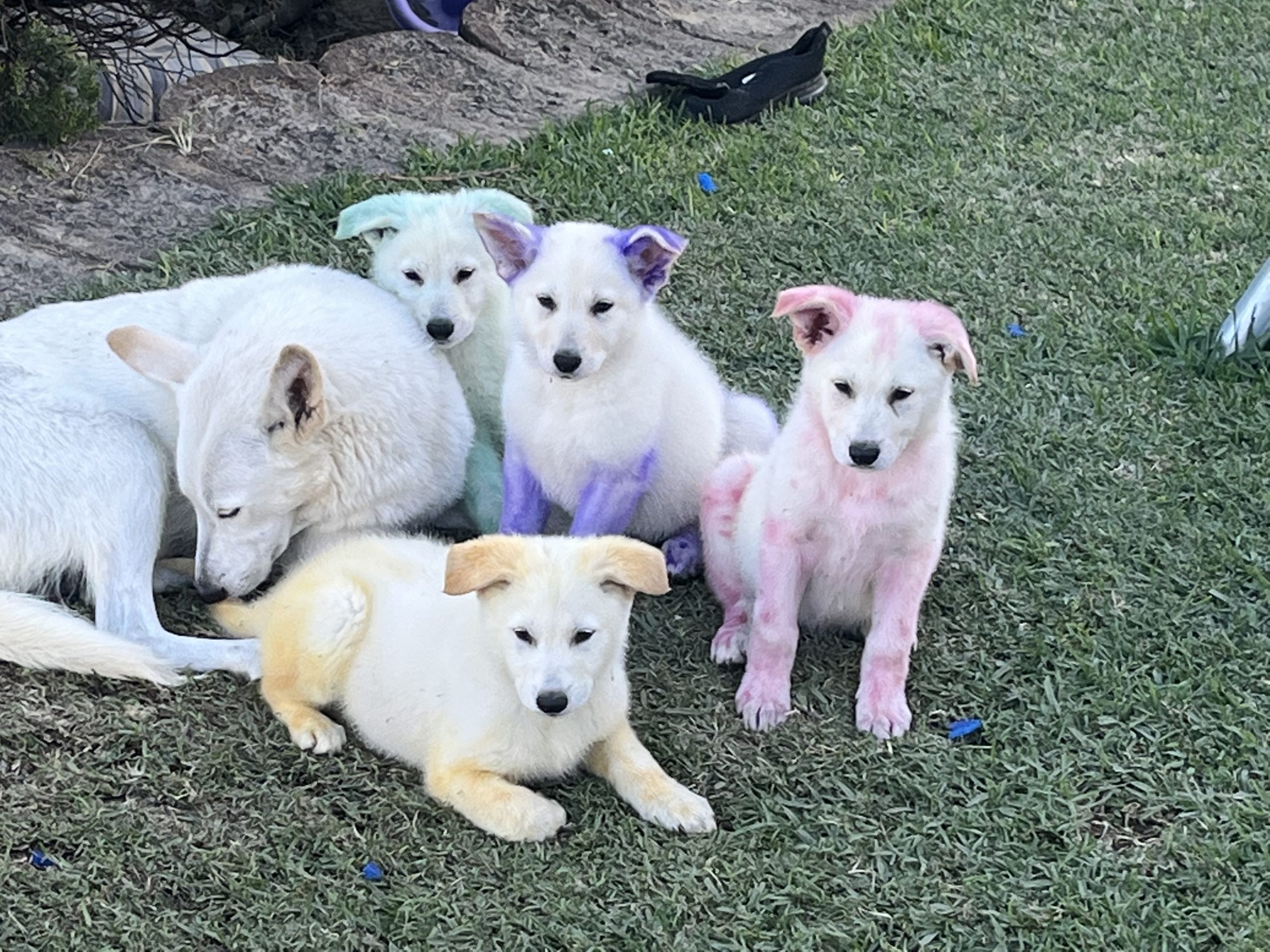 German Sheperd Puppies in Kwazulu Natal (17/06/2022)